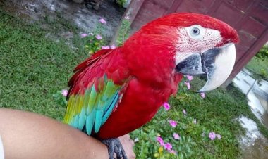 CONOSCAMOS LOS NOMBRES DE LAS AVES EN YURAKARE